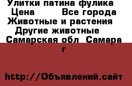 Улитки патина фулика › Цена ­ 10 - Все города Животные и растения » Другие животные   . Самарская обл.,Самара г.